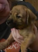 new puppy.webp